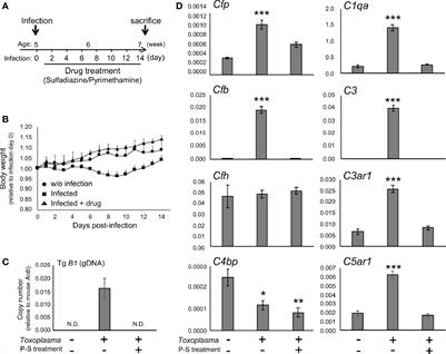 Toxoplasma Infection Induces Sustained Up-Regulation of Complement Factor B and C5a Receptor in the Mouse Brain via Microglial Activation: Implication for the Alternative Complement Pathway Activation and Anaphylatoxin Signaling in Cerebral Toxoplasmosis